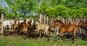 Mother Nani’s Story: Weaving Hope in the Midst of the Pandemic
